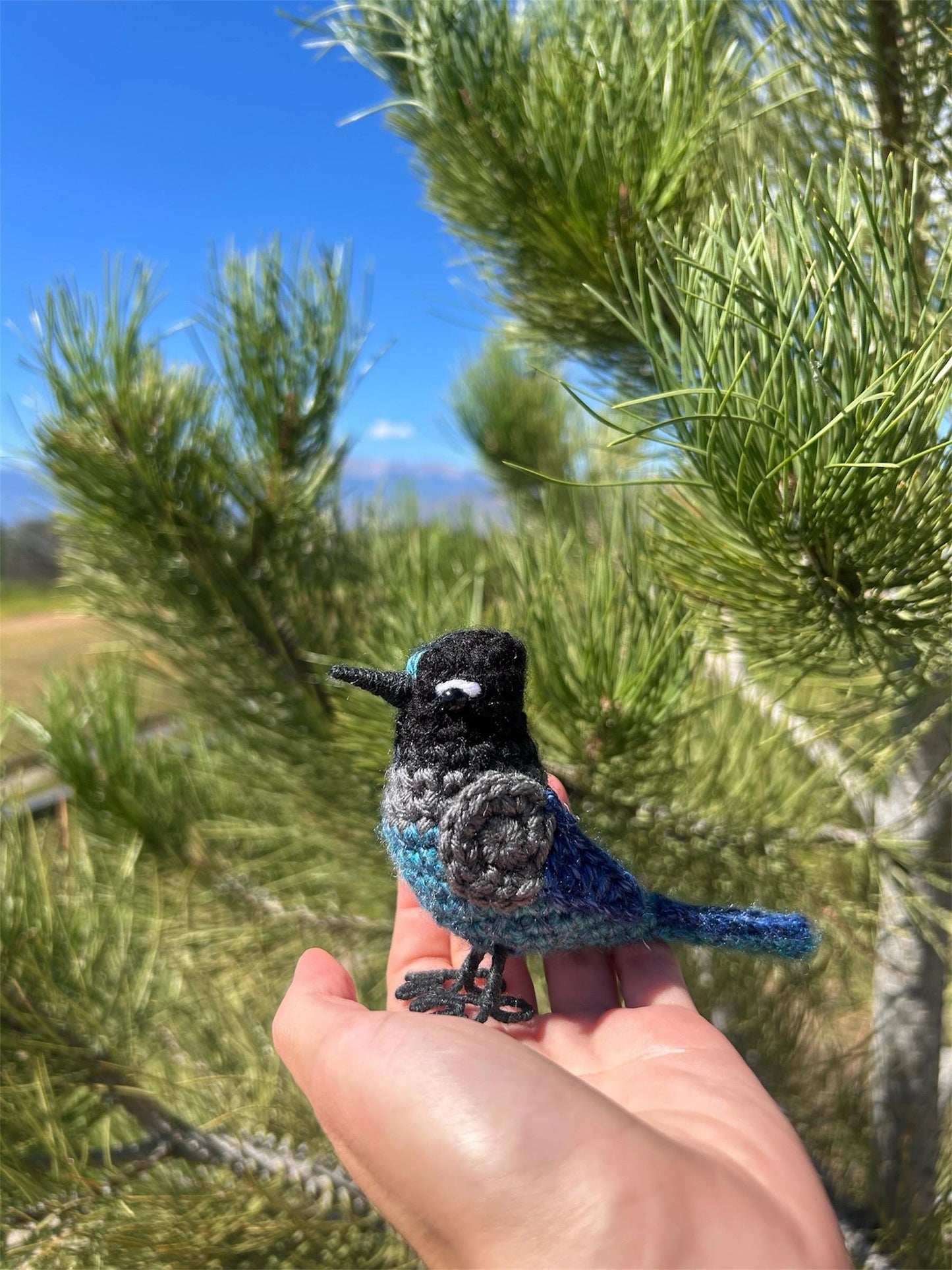 Steller's Jay Written Crochet Pattern | DIGITAL PDF