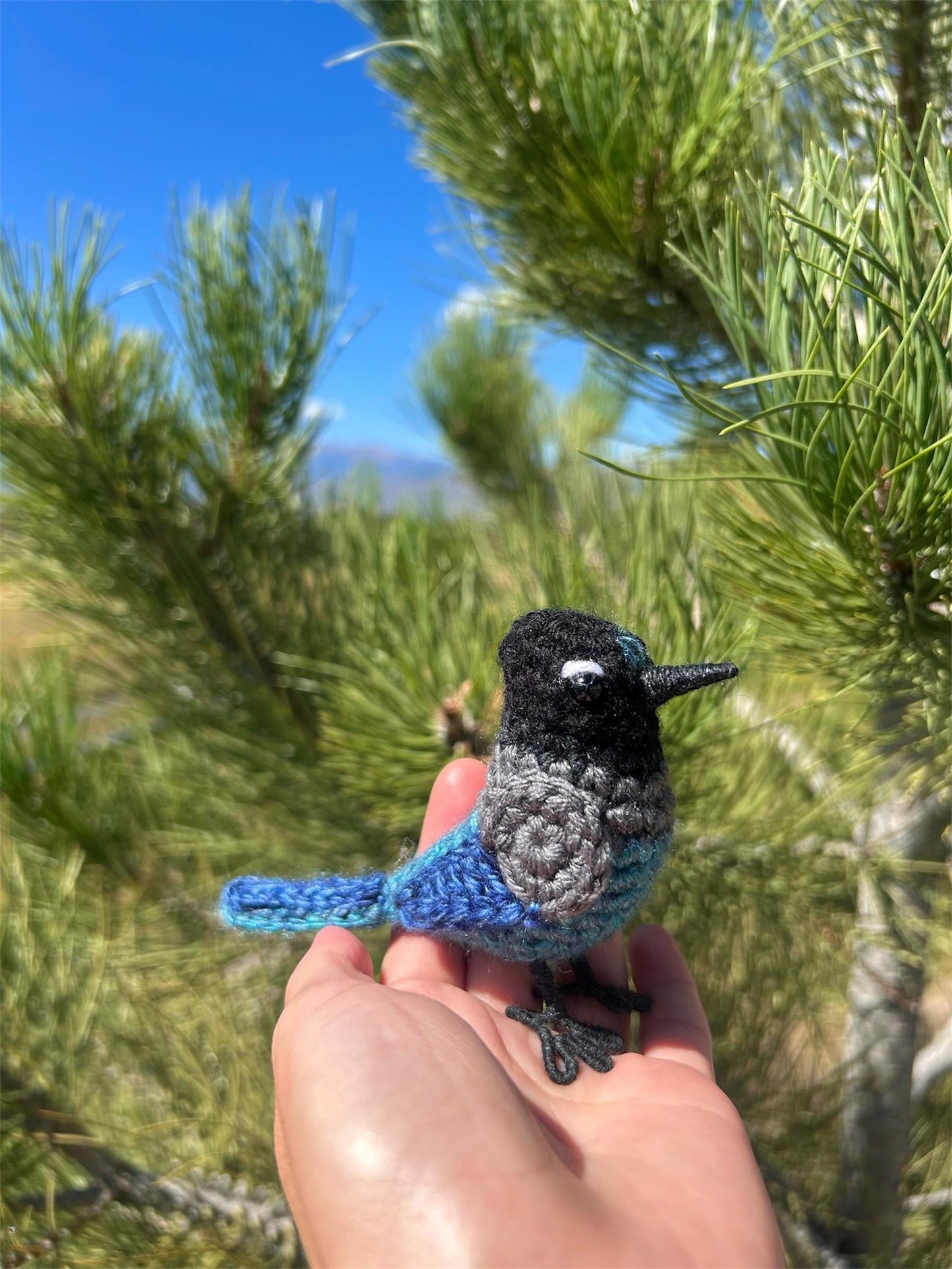 Steller's Jay Written Crochet Pattern | DIGITAL PDF