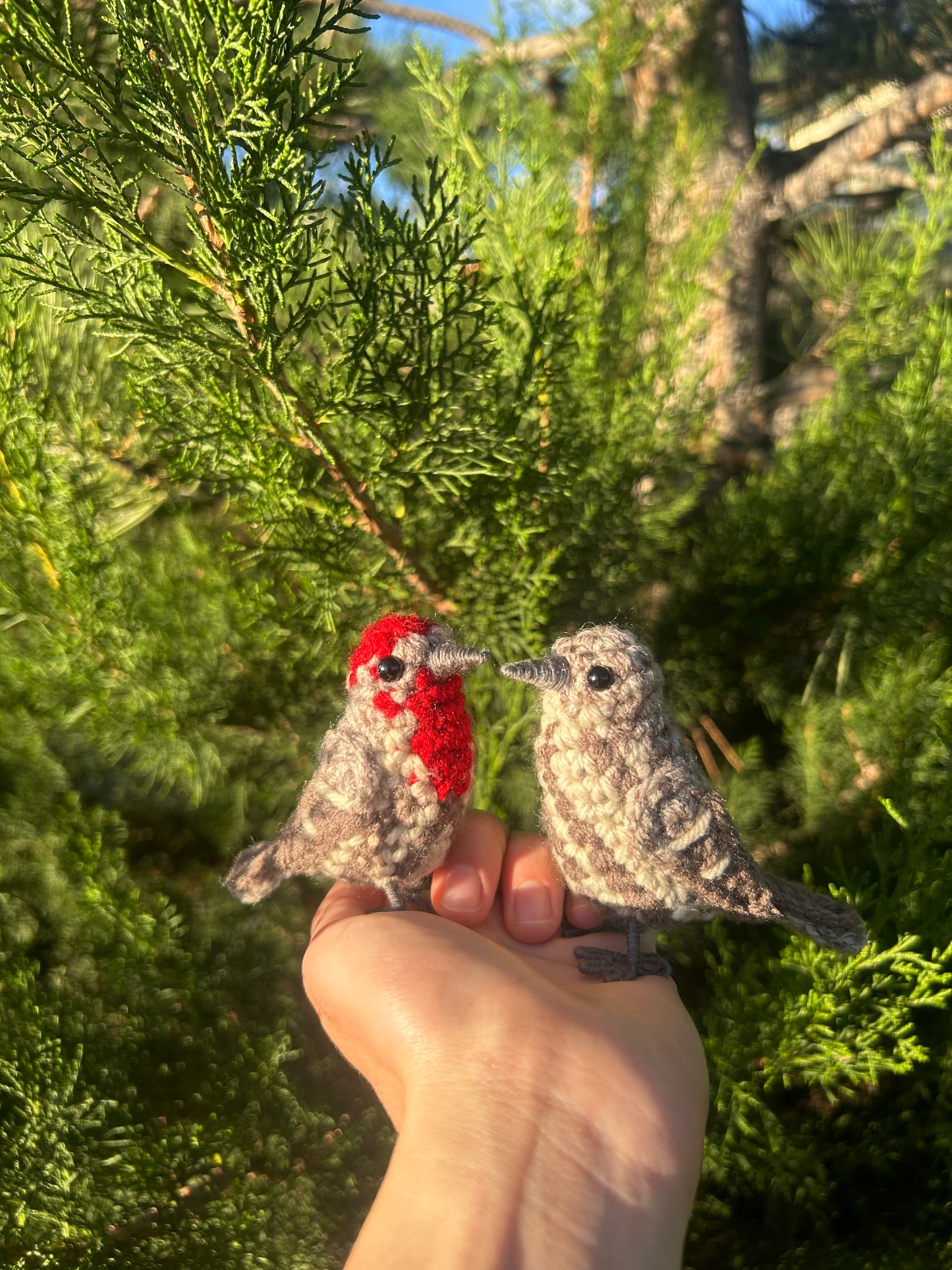 Male + Female House Finch Crochet Pattern Bundle | DIGITAL PDFs