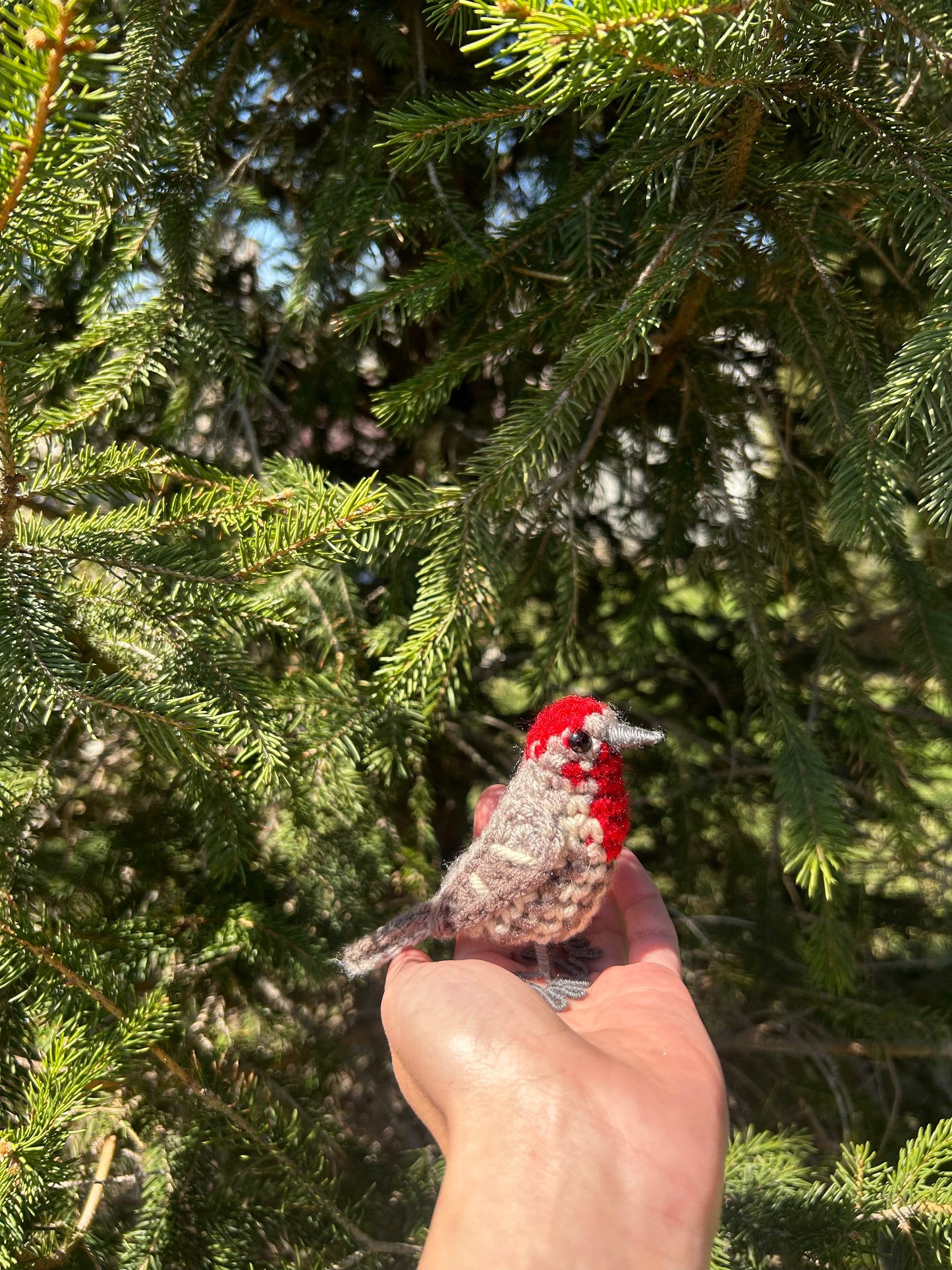 Male + Female House Finch Bundle