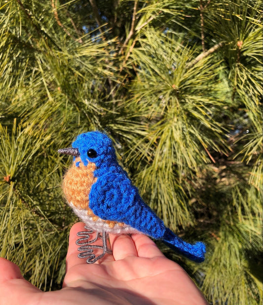 Hand holding a blue and orange bird in front of green pine branches